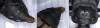 Nicrophorus investigator
